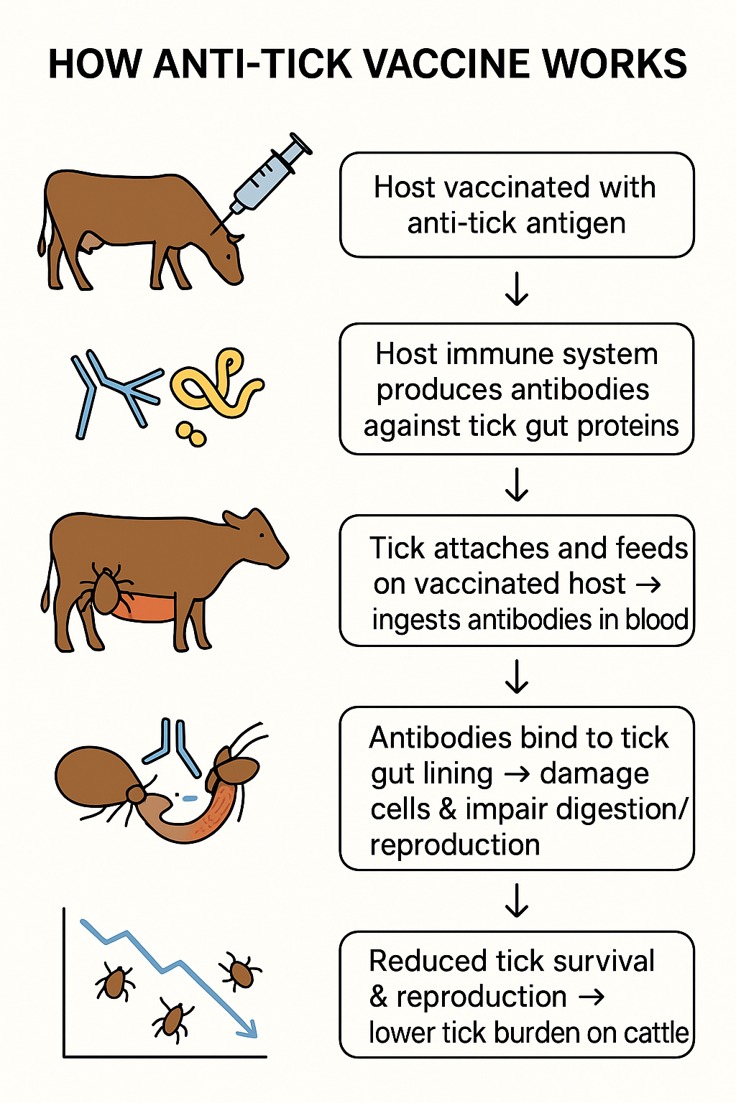 How the NAROVAC Anti-Tick Vaccine Works